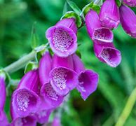 Image result for Redwood Forest California