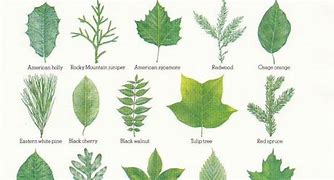 Image result for Hardwood Leaves Identification Chart