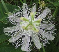 Image result for Wild Vines of Arkansas