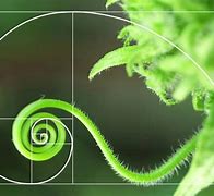 Image result for Golden Ratio Photos