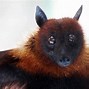 Image result for Flying Foxes Night