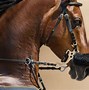 Image result for Person in Horse Bit