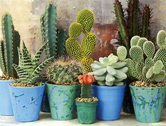 Image result for Cactus and Succulents