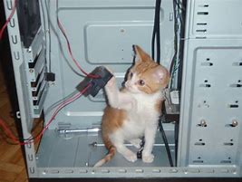 Image result for Cat PC Case