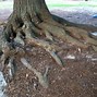 Image result for Orange Tree Roots