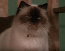 Image result for Sassy the Cat From Cat Crimes