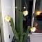 Image result for Flowering Cactus