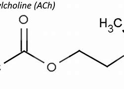 Image result for acetylcholine
