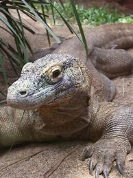 Image result for Komodo Dragon Side View