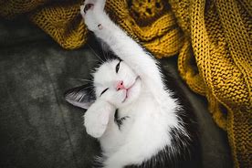 Image result for Cute Happy Cat