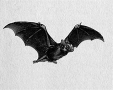 Image result for Scary Bat