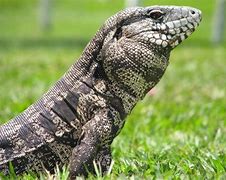 Image result for Tague Lizards