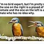 Image result for The Birds Meme