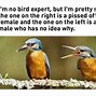 Image result for Bird On Phone Meme