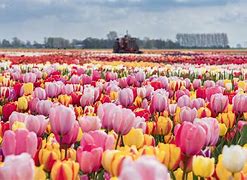 Image result for tulips gardens spring seasons