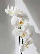 Image result for Orchid Aesthetic