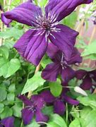 Clematis viticella Dark Eyes के लिए छवि परिणाम