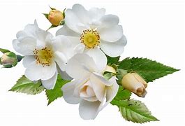 Image result for White Rose iPhone