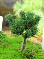 Image result for Pinus parviflora Kin - po