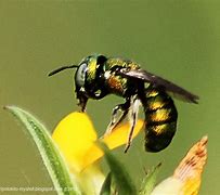 Image result for Indonesian Bees