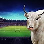 Image result for Rugby Humor
