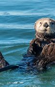 Image result for Marine Otter