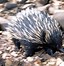 Image result for Echidna Animal Facts