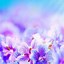 Image result for Flower Art Phone Wallpaper