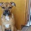 Image result for Beagle Pit Bull Mix