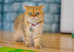 Image result for British Shorthair with Red Collar