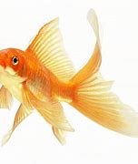 Image result for Cute Koi Fish Wallpaper