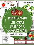 Image result for Tomato Plant Life Cycle