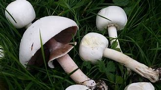 Image result for agaric�xeo