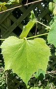 Image result for Concord Grape Leaf