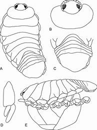 Image result for Isopod Fish