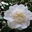 Image result for Camellia japonica Nuccios Gem