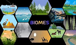 Image result for Biome Coloring Book