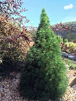 Image result for Pinus sylvestris Green Penguin