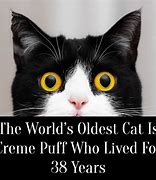 Image result for Cream Puff Oldest Cat