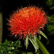 Scadoxus multiflorus subsp. multiflorus માટે ઇમેજ પરિણામ