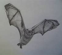 Image result for Detailed Bat Art
