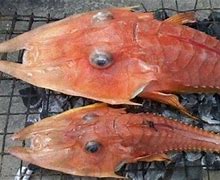 Image result for Fishing Weird Fish