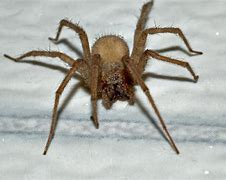 Image result for Big Brown Spider Texas