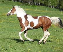 Image result for Painted Horse Running