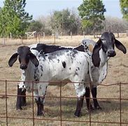 Image result for Big Brahman Bulls