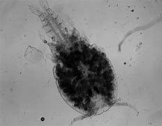 Image result for fiyoplancton