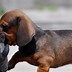 Image result for Funny Dachshund Puppies