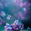 Image result for iPhone New Flower Wallpaper