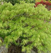 Image result for Acer palmatum dissectum viridis