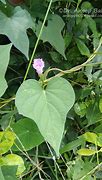 Image result for Ipomoea Triloba Leaves and Stem